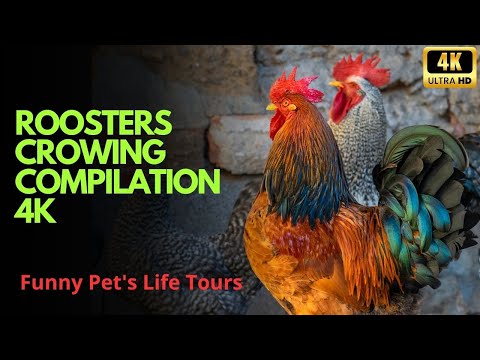 Roosters crowing compilation 4K - 100 rooster crowing in the morning -  Rooster Crowing Sounds