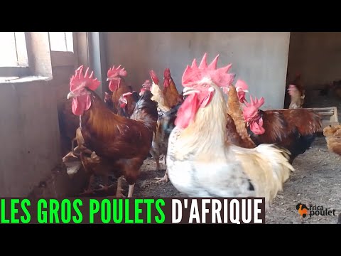 , title : '3 étapes POUR AVOIR DES GROS POULETS REPRODUCTEURS (élevage de poulet Goliath en Afrique)'