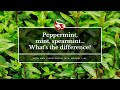 Peppermint, mint, spearmint…What's the difference?