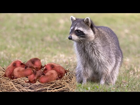 How Mother Raccoon Giving Birth To Cute Babies