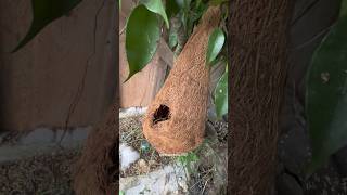 Download lagu Cek sarang burung di aviary #aviary #burung #kicaumania #aviarymini #shorts #sarangburung #bolang mp3