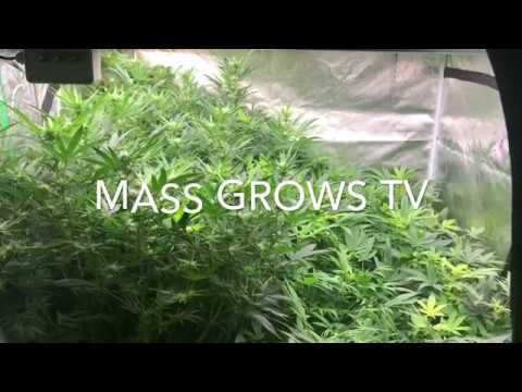 Autopot grow video 12