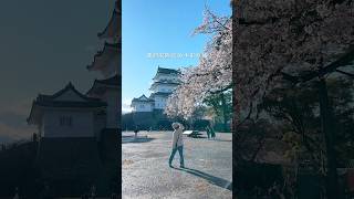 2026年4月2日櫻花日記之 小田原城