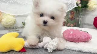 ハーフ犬の動画01