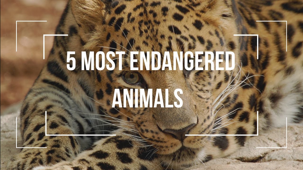 ONLY 10 are Left -The World’s Most Endangered Animals in 2026!