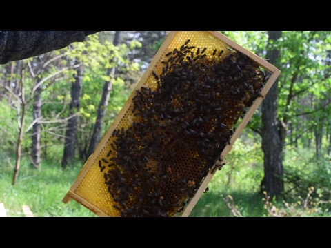 Bienenvölker einfach vermehren Teil 3 - Kontrolle Weiselzellen Einwabenableger