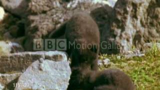 Fox Life~ 14 Days {Plunkett}