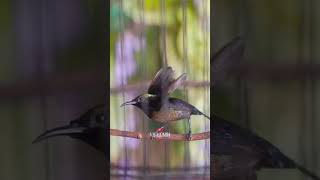 Download lagu Konin Gacor Nembak Panjang mp3