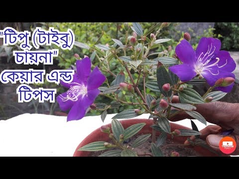 টাইবু/টিপু চায়না/বেগম বাহার এর যত্ন ও রোগ প্রতিকার/How to Grow Tibouchina