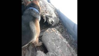 rottweiler y pastor aleman cazando un raton