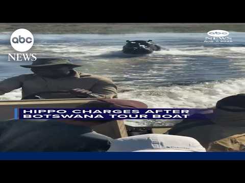 Charging hippo chases tour boat in Botswana
