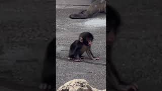 市川市立動植物園 パンチくん