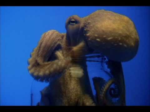 image-Can an octopus unscrew a jar?
