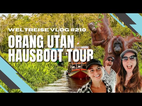 Wild orangutans in Borneo - Houseboat tour in Tanjung Puting National Park - INDONESIA 🇮🇩