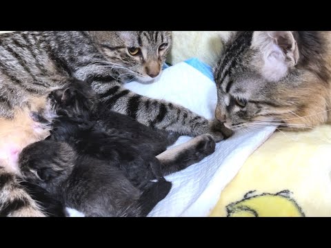 Dad Cat Terra Meets His Baby Kittens for the First Time!