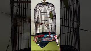 Download lagu Masteran perkici full isian gereja neken' #masteranviral #kicaumania #burung #perkici mp3 Download lagu Masteran perkici full isian gereja neken' #masteranviral #kicaumania #burung #perkici mp3