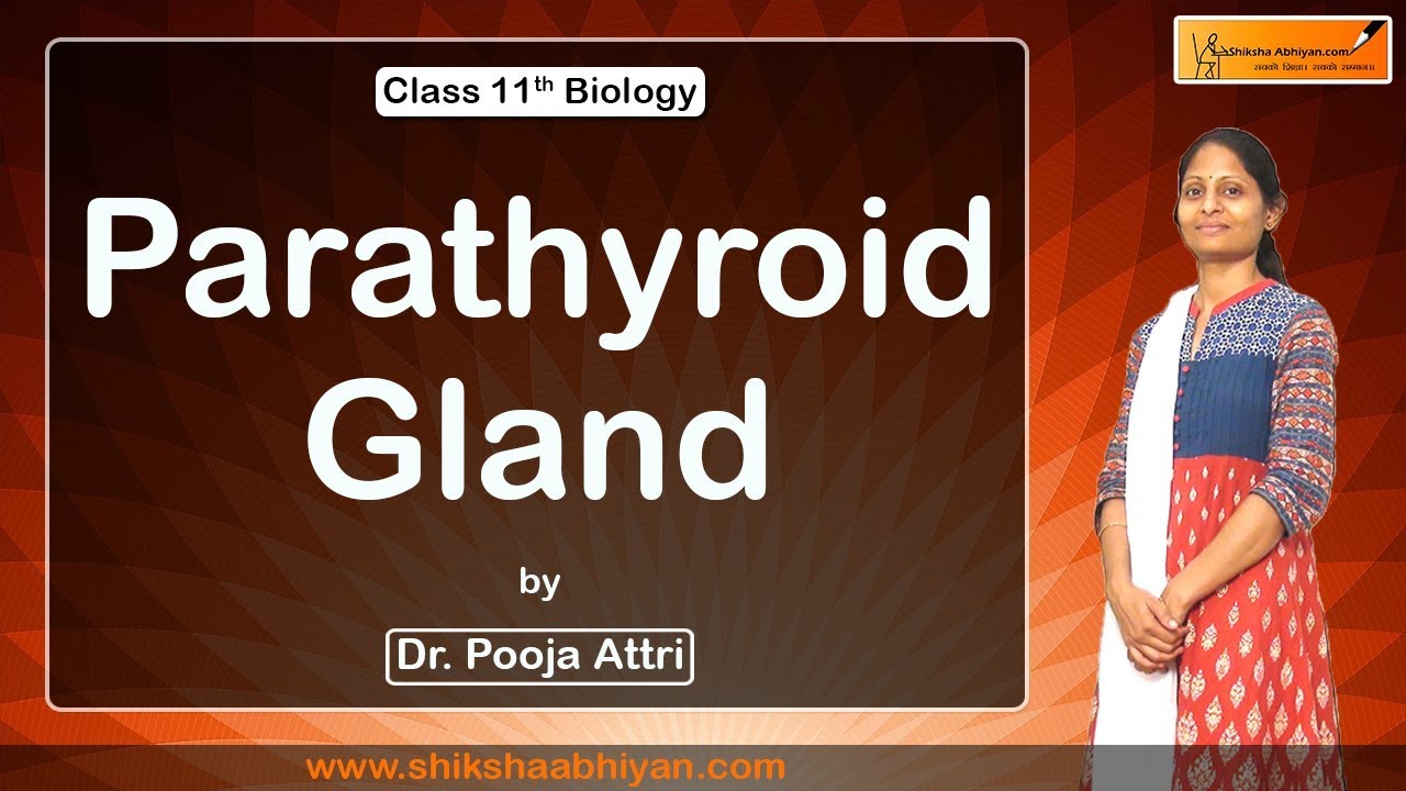 Chemical Coordination and Integration ( Parathyroid Gland ) - #CBSE Class 11 Biology