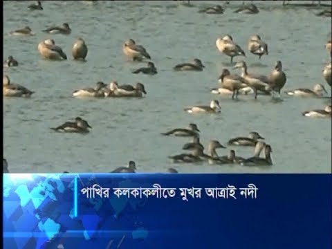 পাখির কলকাকলী আর কিচির মিচির শব্দে ঘুম ভাঙে মহাদেবপুরবাসীর | ETV News