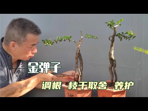 , title : 'How to adjust the roots of the golden marbles and how to choose the branches金彈子生樁怎樣調根，枝幹蓄養到位如何取捨'