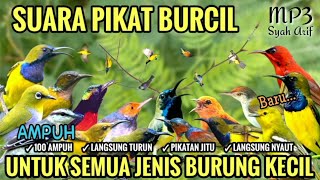 Download lagu Suara Pikat Semua Jenis Burung Kecil Terbukti #pikatburung Mp3 Ampuh mp3