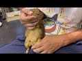 レックスモルモット(ヨーロッパ版テディモルモット)ベタ慣れベビー♀のYouTubeサムネイル画像