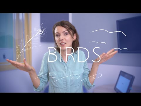Weekly Russian Words with Katya - Birds