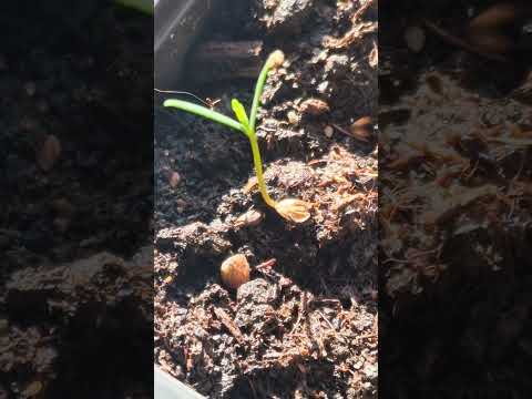 コーストセコイア 植物