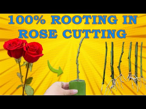 , title : 'SECRETS TO ROOT ROSE CUTTINGS FASTER AND EASIER 🌹🌷💚| HACKS AND TIPS FOR ROOTING ROSE CUTTINGS'