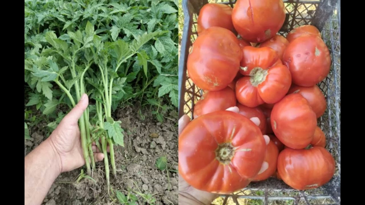 De la sămânță la conservă: povestea lui Lucian Bogovit, producătorul din Sălsig