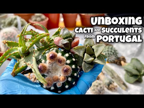 Unboxing Cactus and Succulent from Portugal | Notocactus, Haworthia, Aloe, Wilcoxia, Turbinicarpus..