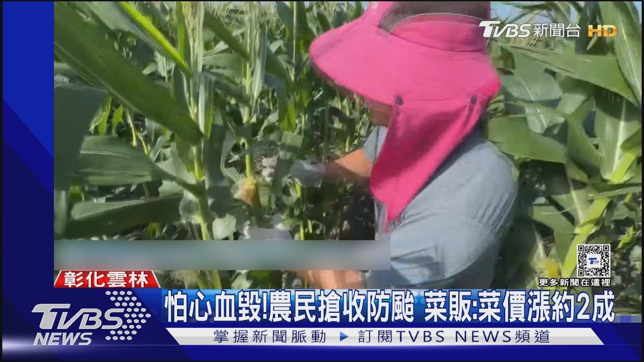 怕心血毀!農民搶收防颱 菜販:菜價漲約2成