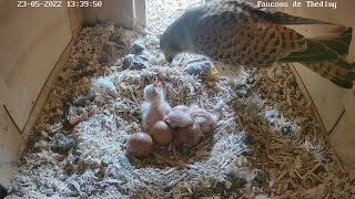 1. Mahlzeit für die Neugeborenen