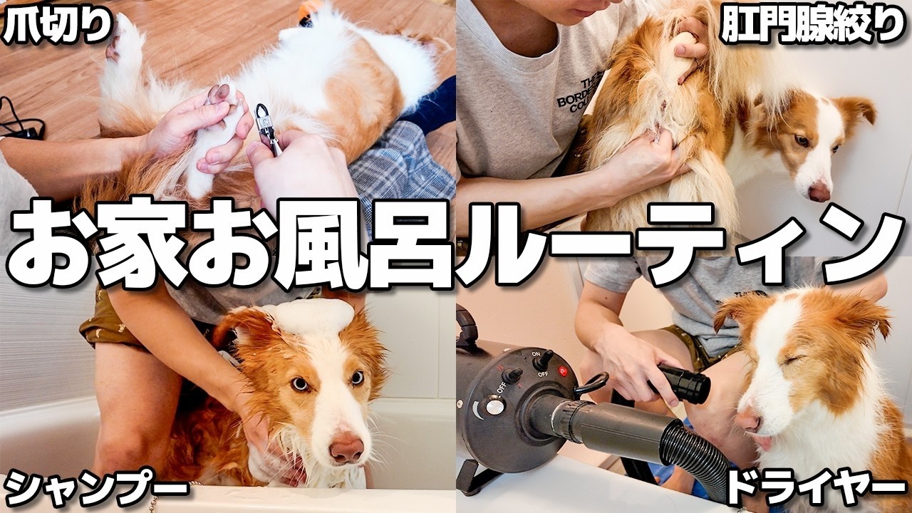 【完全公開】犬のお家お風呂ルーティン｜準備〜シャンプー・乾かし方まで徹底解説します！