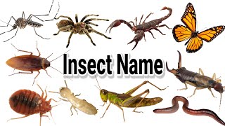 Insects Name | Insects Name in English | 10 Insects Name
