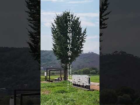 가을엔 고령 다산 은행나무 숲에서 만나요! #고령군SNS기자단 박하나