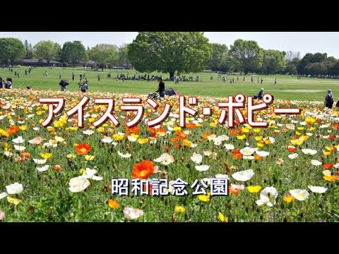 アイスランドポピー 植物