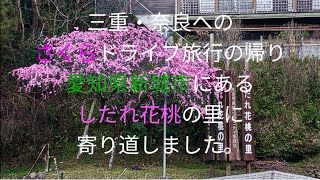 愛知県新城市玖老勢字便福のしだれ花桃です。