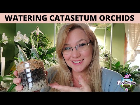 How To Water Catasetum Orchids: 9 Concepts to Master
