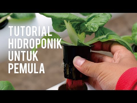 , title : 'Tutorial Hidroponik untuk Pemula'