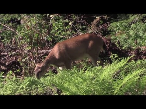 NJ Hackettstown Police Department Warning Motorists About Deer