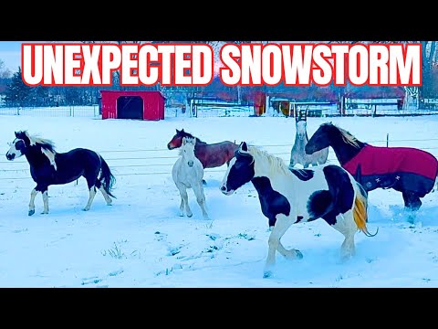 Winter Has Officially Hit FSE! Blizzard, Galloping Horses, & Herd Care!