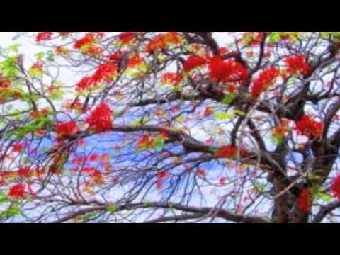 Kailoa mole galo ia au, polikalepo