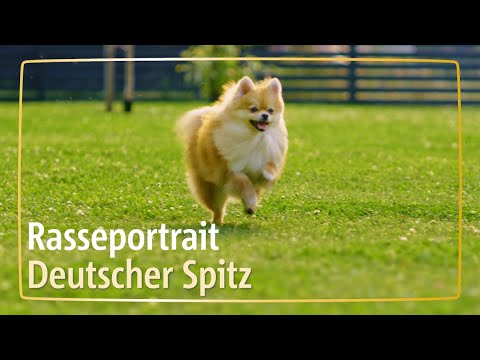 Rasseportrait Deutscher Spitz