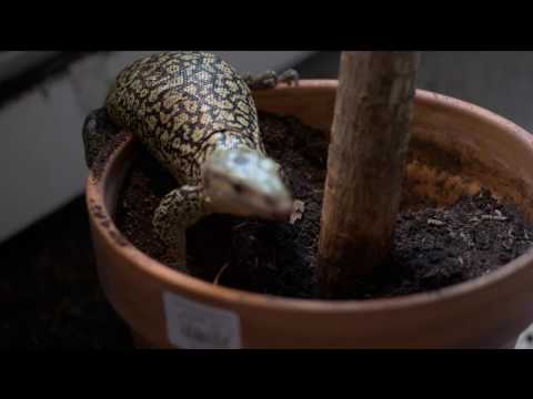 Regular day of a monitor lizard keeper.