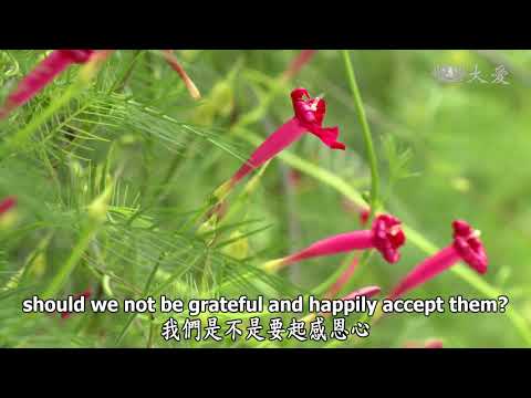 Wisdom at Dawn (Lotus Sutra) ep1319: All Conditions Fortify Our Spiritual Aspirations