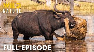 Download lagu African Lion | Savannah’s Most Dangerous Predator | FULL EPISODE | Wildlife Documentary mp3