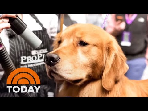 PetSmart Under Fire After Another Dog Dies During Grooming Appointment | TODAY