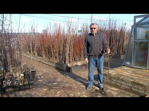 Dobar dan, domaćine: Savet stručnjaka, Tika Tomić sadnja voća