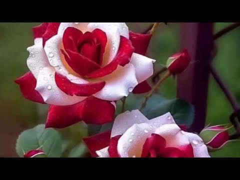 Plastic Flower swing from bottles//@Guneet