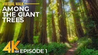 4K HDR Walk Among Giant Redwoods - Hike on Cal Barrel Road, California + Real Nature Sounds - #1